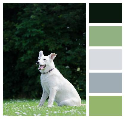 White Shepherd Dog Animal Hybrid Image